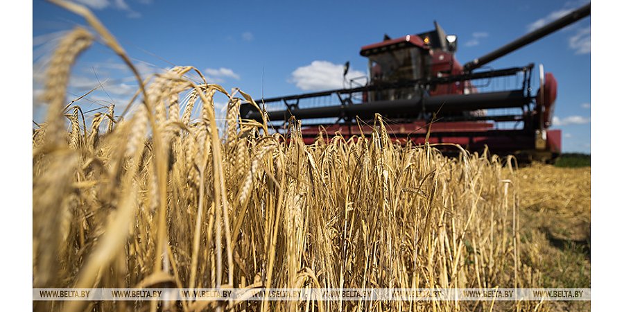 Александр Лукашенко поставил задачу произвести в этом году 9 млн т зерна