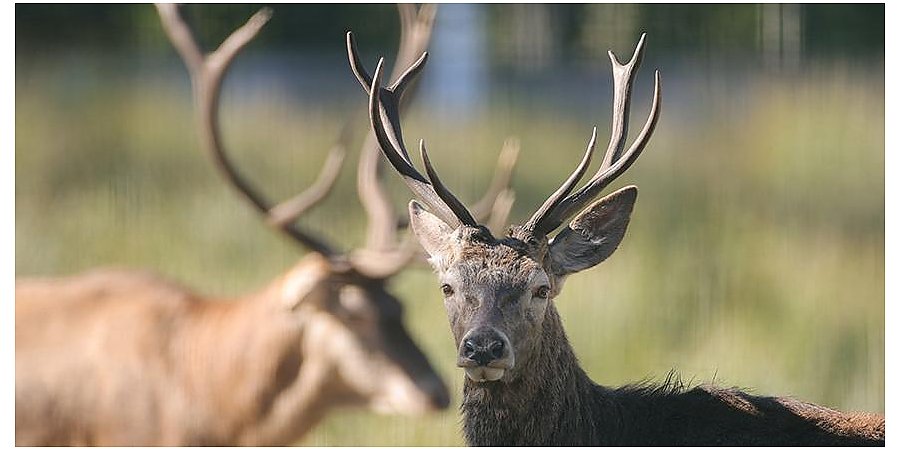 В Гродненской области за 9 месяцев произошло 458 ДТП с участием диких животных