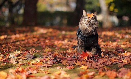 Аномально теплый октябрь. До +23°С ожидается в Беларуси 14 октября