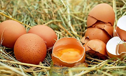 Ученые: куриные яйца помогут предотвратить возрастную слепоту