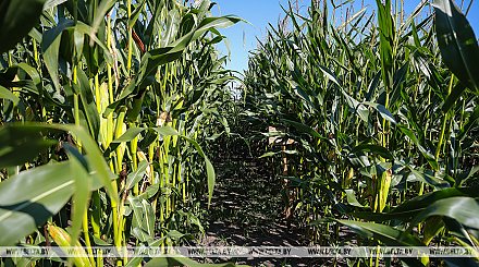 Хозяйства Беларуси намолотили 51,1 тыс. тонн кукурузы на зерно