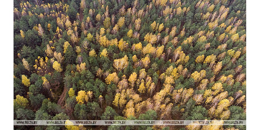 Как не потеряться в лесу и что делать, если уже заблудились, напомнили в МЧС