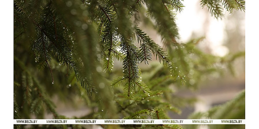 Кратковременные дожди и до +16°С. Какой будет погода 31 марта