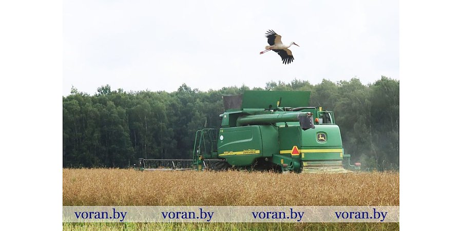 Зерновой клин Вороновщины. Яровой ячмень убран на 68% площадей 