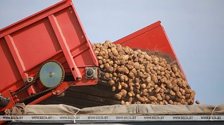 В Беларуси осталось убрать менее 18% площадей картофеля