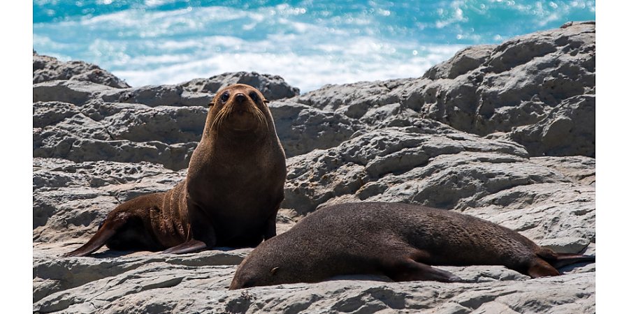 Более 1,5 тыс. морских котиков и свыше 700 пингвинов Гумбольдта погибли из-за птичьего гриппа в Чили