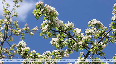 Оранжевый уровень опасности из-за сильного ветра и дождей объявлен в Беларуси 22 мая