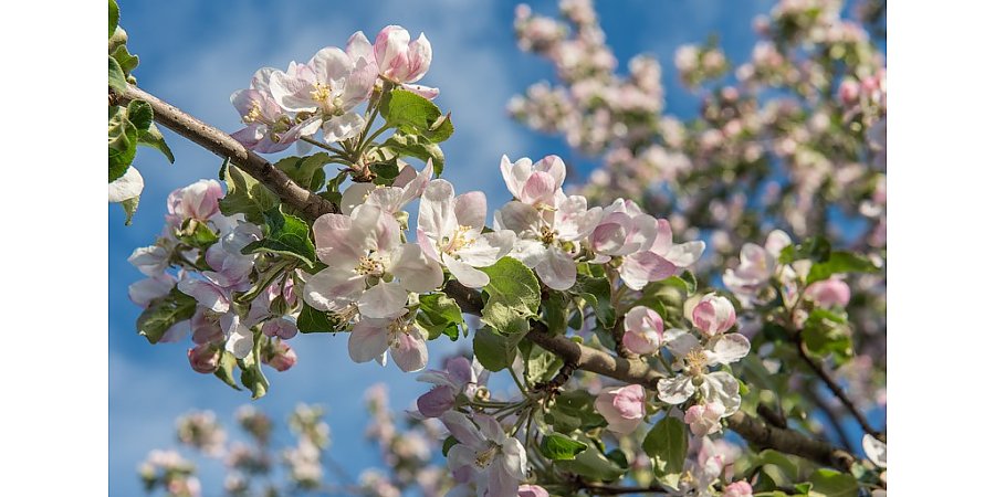 Яблоневые сады будут высажены по всей Беларуси в честь Года белорусской женщины