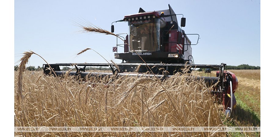 В Беларуси намолочено более 8,5 млн тонн зерна с учетом рапса