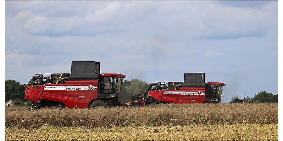 В Беларуси завершается уборка озимого рапса