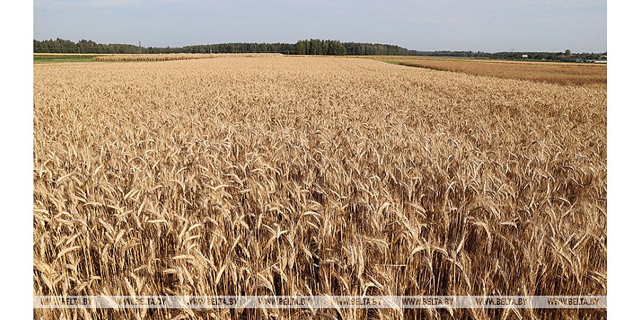 Александр Лукашенко продолжает серию выездов в регионы по сельхозтематике, в этот раз главная тема - семеноводство