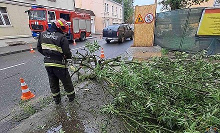 Сильный ветер повалил деревья в регионе. Спасатели устраняли последствия