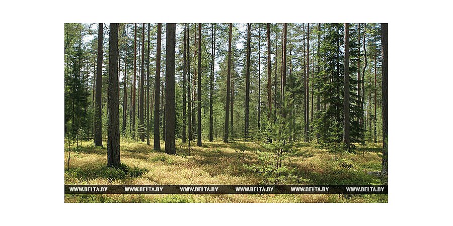 На контроле соблюдение природоохранного законодательства и рациональное использование лесных ресурсов