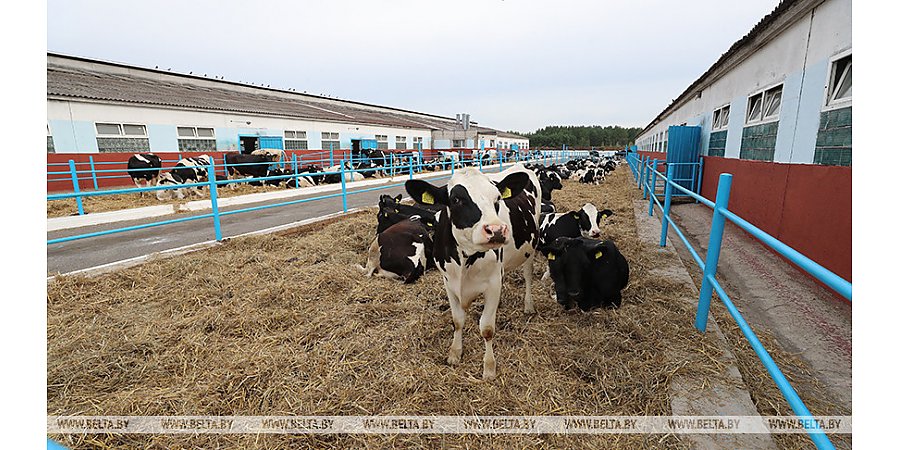 Банк развития объявил конкурс инвестпроектов по строительству молочно-товарных ферм с господдержкой 