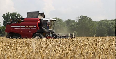 В Беларуси началась уборка озимых зерновых
