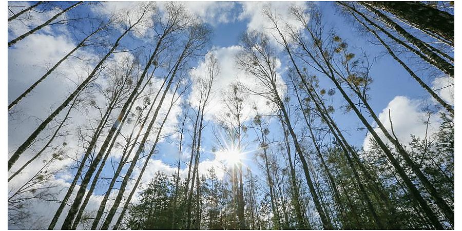 Ограничения на посещение лесов введены в 19 районах Беларуси