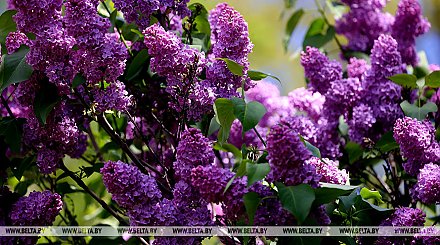 В Беларуси зацвела сирень. Минприроды предупреждает о штрафах за сорванные цветы