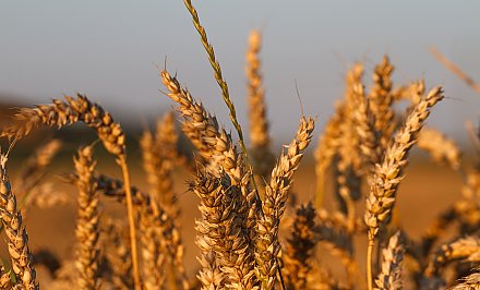 Аграрии планируют завершить уборку зерновых в течение 10-12 дней - Анатолий Хотько