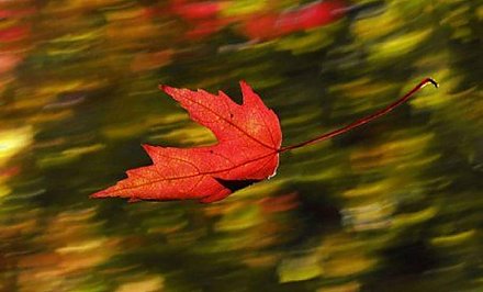 Сильный ветер ожидается в Беларуси 3 ноября