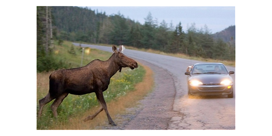 В мае возрастает количество ДТП с дикими животными. Что важно знать каждому водителю?