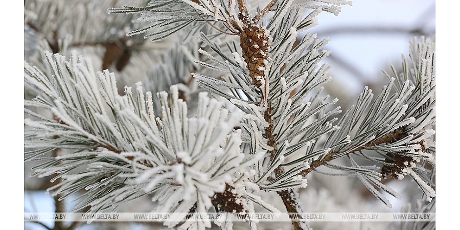 Оранжевый уровень опасности из-за сильного ветра объявлен в Беларуси 15 января