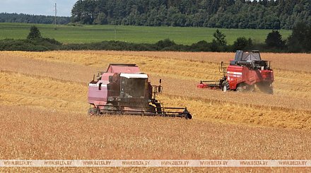 Белорусские аграрии убрали более 40% площадей зерновых