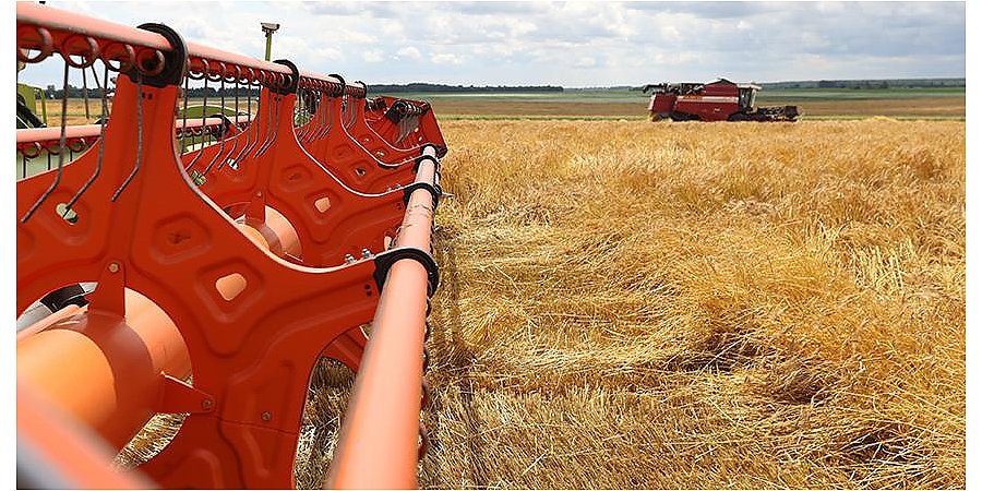 В Беларуси намолочено более 550 тыс. тонн зерна