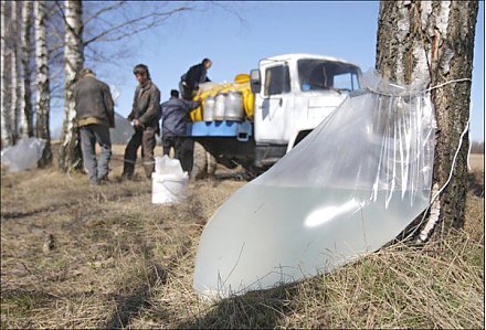 Березки заплакали