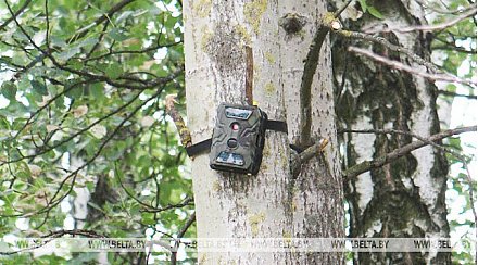 Более 310 лесонарушителей привлекли к ответственности в I полугодии благодаря фотоловушкам