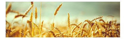 Увеличивается в регионах количество желающих начать агробизнес (Видео)