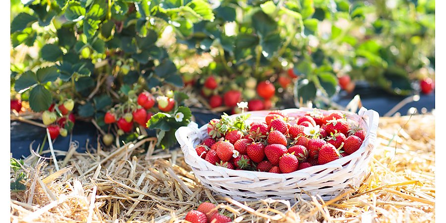 Урожай клубники: как собирать ягоды ведрами