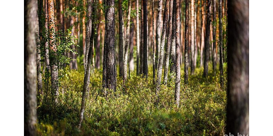 Ограничения на посещение лесов действуют в Гродненской области