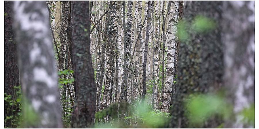 Во всех районах Гродненской области разрешено посещение лесов