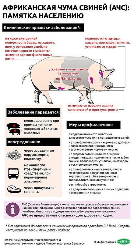 Как поставить заслон вирусу АЧС?