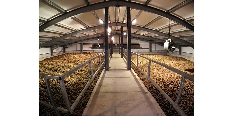 Храним картофель по правилам