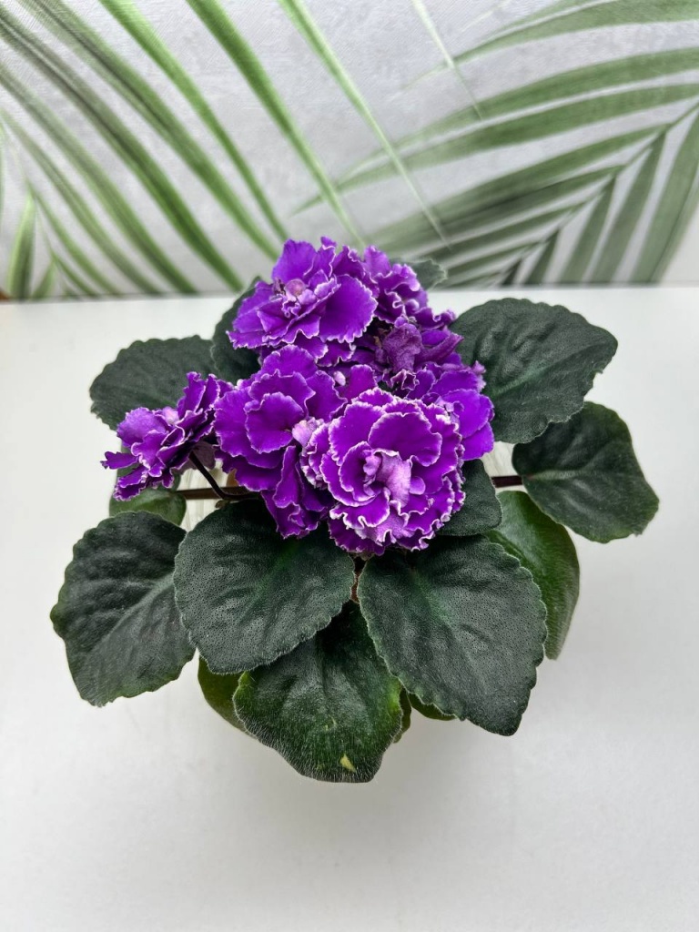 изображение_viber_2025-02-28_19-25-05-131.jpg изображение_viber_2025-02-28_19-25-05-131.jpg