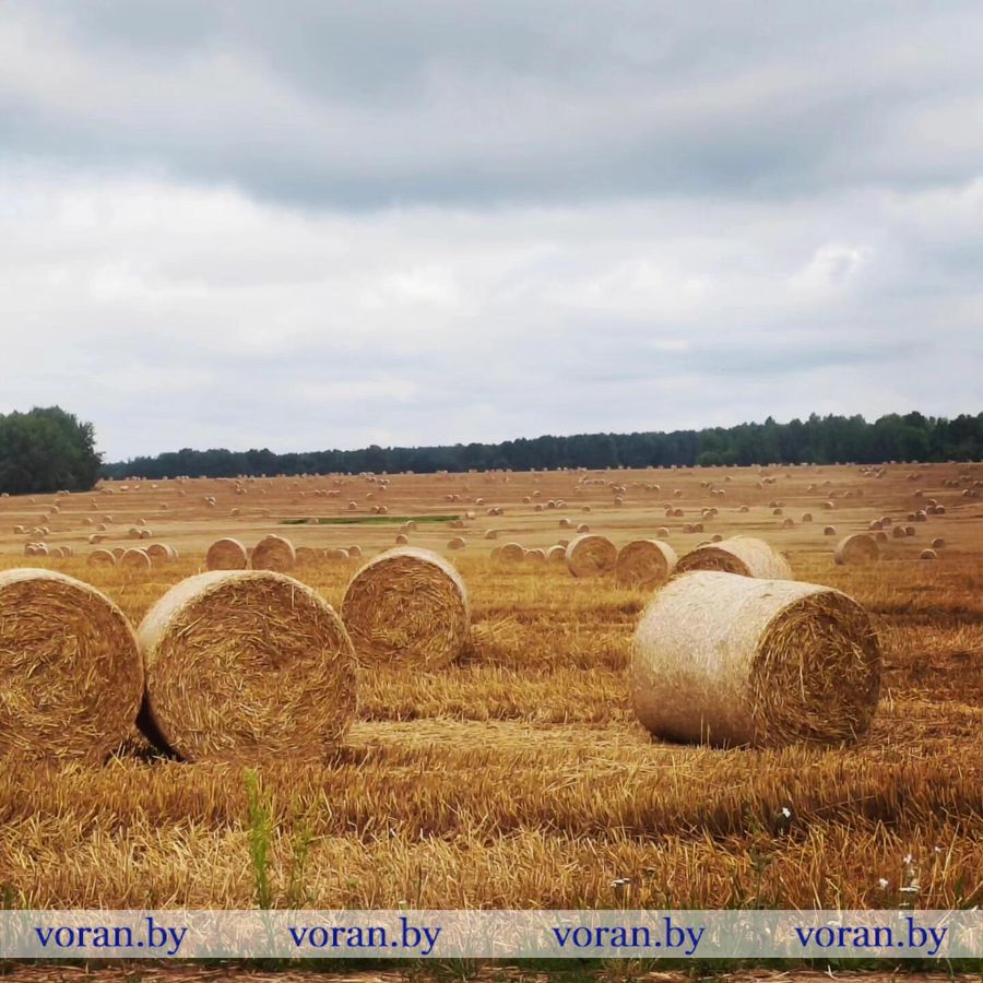 изображение_viber_2024-08-10_14-55-55-509.jpg изображение_viber_2024-08-10_14-55-55-509.jpg