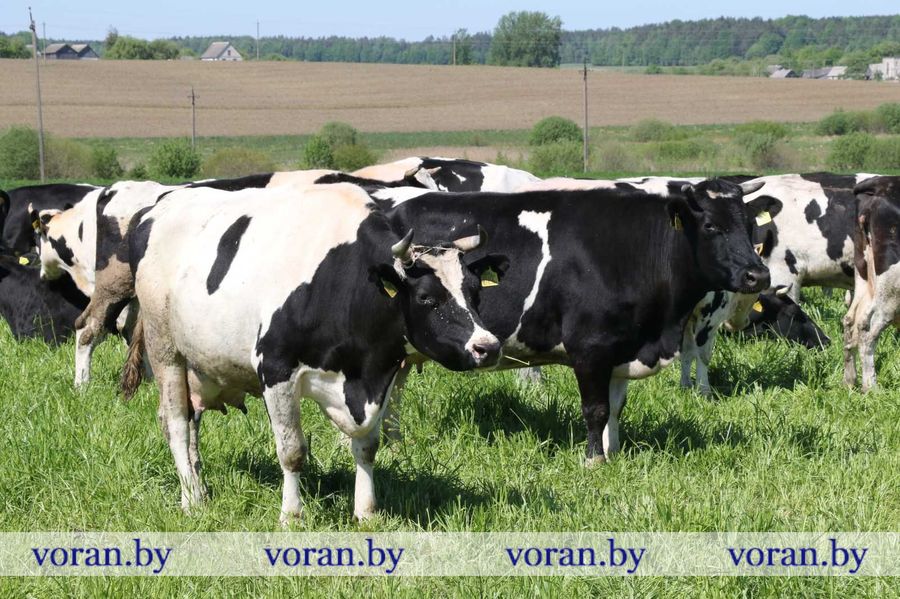 изображение_viber_2024-05-12_10-35-20-936.jpg изображение_viber_2024-05-12_10-35-20-936.jpg