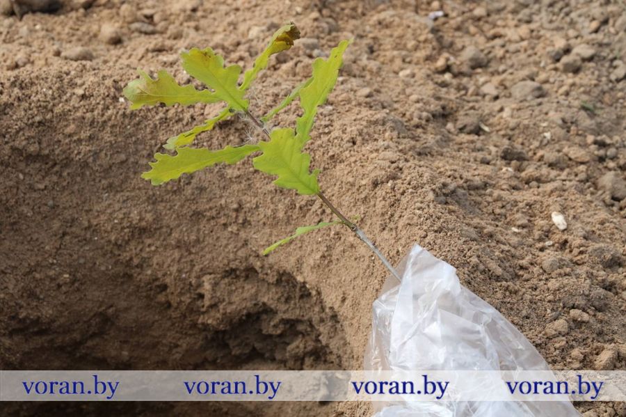 изображение_viber_2024-05-18_13-29-18-079.jpg изображение_viber_2024-05-18_13-29-18-079.jpg