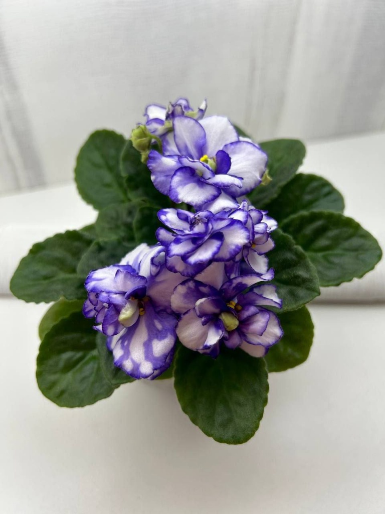 изображение_viber_2025-02-28_19-25-05-621.jpg изображение_viber_2025-02-28_19-25-05-621.jpg