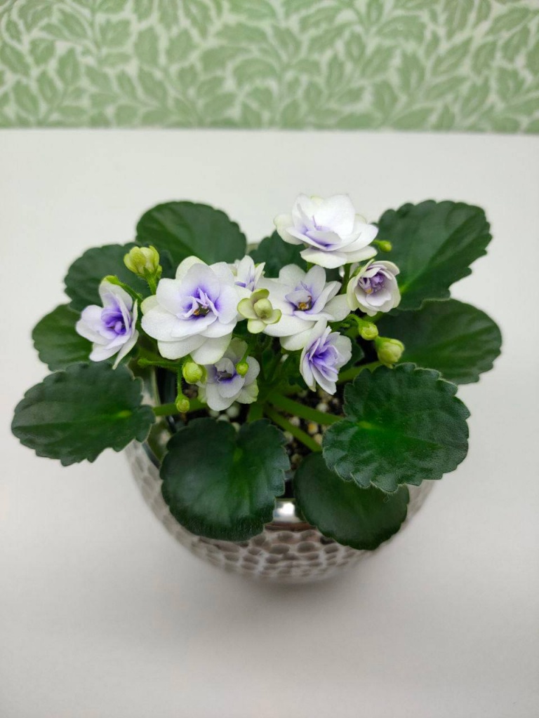 изображение_viber_2025-02-28_19-25-05-179.jpg изображение_viber_2025-02-28_19-25-05-179.jpg